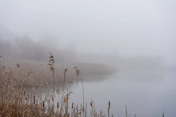 Frostiga Rören Vid Sjö Dimmig Dag — Stockfoto