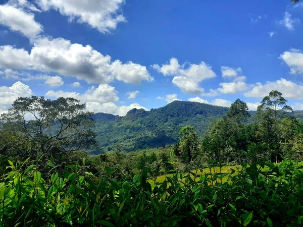 Una Splendida Vista Dei Cespugli Del Campo Una Giornata Nuvolosa — Foto Stock