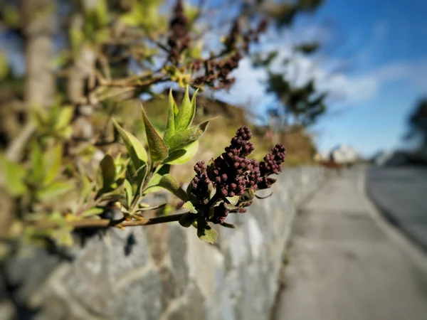 Die Trockenen Beeren Auf Einem Mastixbaum — Stockfoto