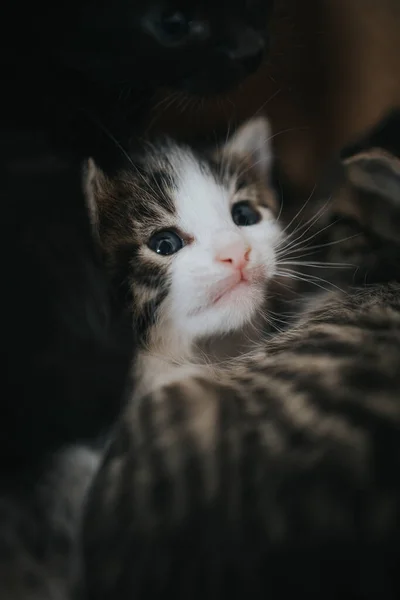 Disparo Vertical Lindos Gatitos Acostados Juntos —  Fotos de Stock