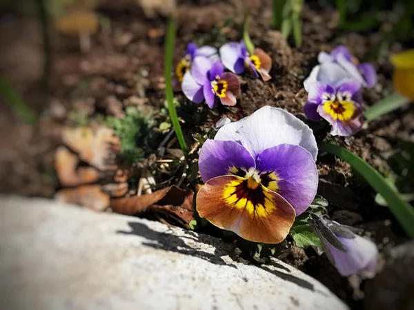 Gros Plan Culottes Violettes Poussant Dans Jardin — Photo