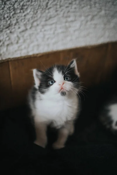 Tiro Vertical Gatinho Recém Nascido Bonito Uma Caixa — Fotografia de Stock