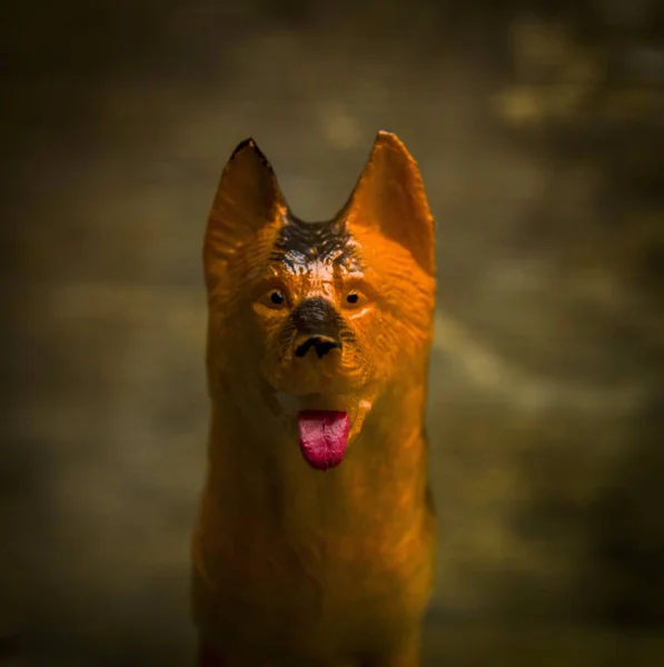 Eine Nahaufnahme Von Einem Niedlichen Hundespielzeug Gesicht — Stockfoto