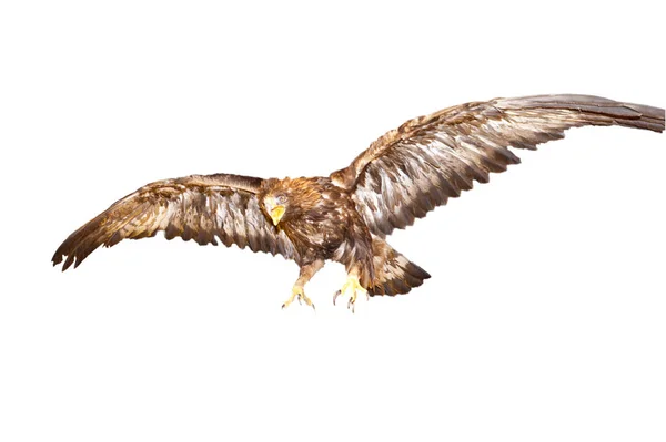 Den Flygande Örnen Vit Bakgrund — Stockfoto