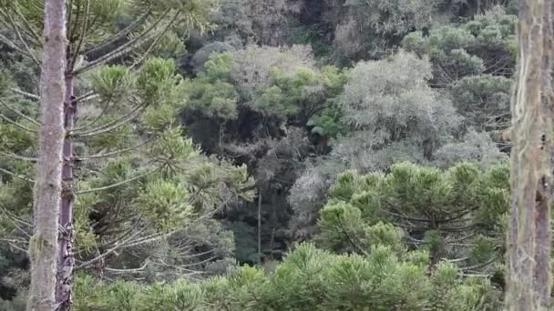 森林中的绿树 — 图库视频影像