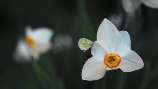 Uma Vista Perto Uma Orquídea Aberta Branca — Vídeo de Stock