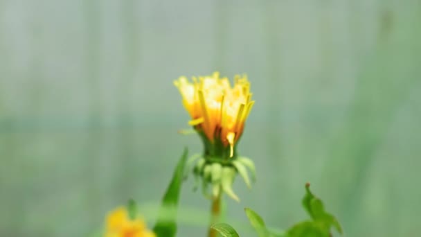 Schöne Botanische Aufnahme Natürliche Tapete — Stockvideo