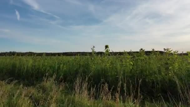 Ett Landskap Gröna Fält Varm Solig Dag — Stockvideo