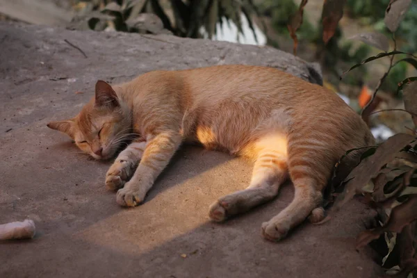 ภาพใกล ดของแมวน กนอนและนอนบนก อนห างนอก — ภาพถ่ายสต็อก