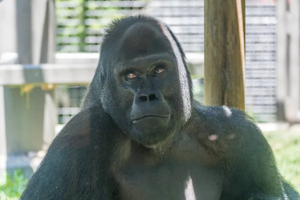 Gros Plan Une Grosse Tête Gorille Regardant Côté Par Une — Photo