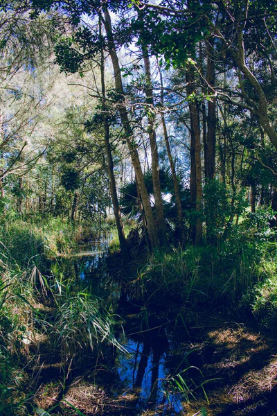 Вертикальный Снимок Потока Протекающего Через Лес — стоковое фото