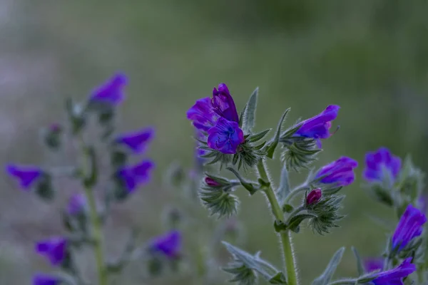 Detailní Záběr Fialovou Astr — Stock fotografie