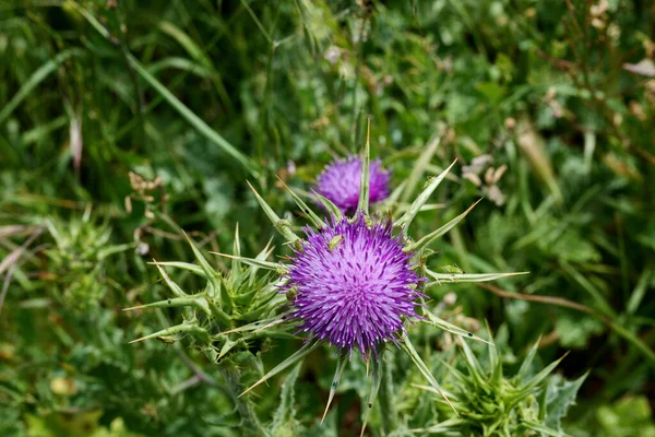 Selective Focus Shot Milk Thistle Field Daylight — Stock Photo, Image