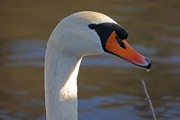 Cisne Branco Solitário Com Uma Gota Água Seu Bico — Fotografia de Stock