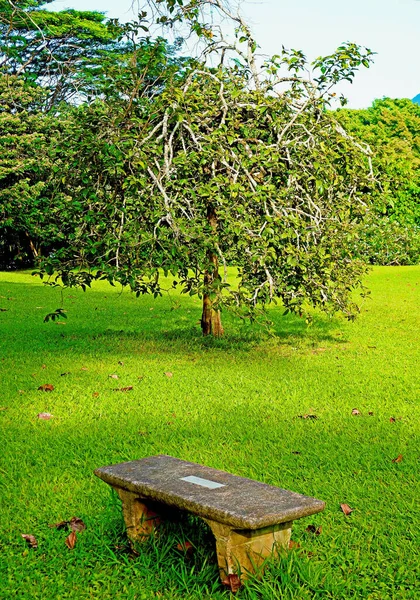 Ένα Κάθετο Πλάνο Ενός Μικρού Ξύλινου Πάγκου Φρέσκα Πράσινα Δέντρα — Φωτογραφία Αρχείου