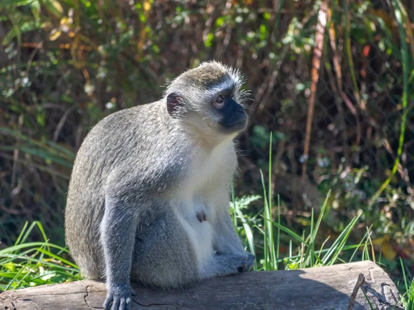 Een Close Shot Van Een Vervet Aap Zittend Een Timble — Stockfoto