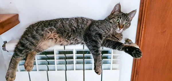 Lovitură Closeup Unei Pisici Întinsă Încălzitor Privind Drept — Fotografie, imagine de stoc