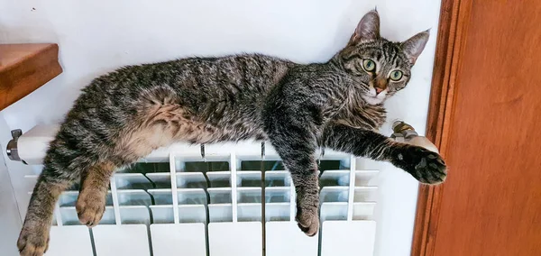 Tiro Perto Gato Deitado Aquecedor Olhando Linha Reta — Fotografia de Stock