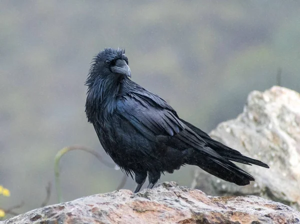 一只栖息在岩石上的鱼叉鸟的选择性聚焦镜头 — 图库照片