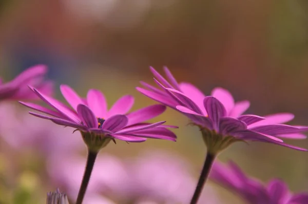 Closeup Shot Purple Osteosperm Flowers Blooming Field — Stock Photo, Image