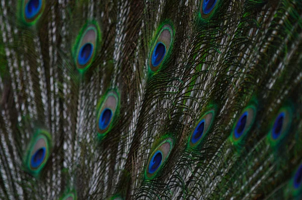 Close Pavão Macho Exibindo Suas Penas Cauda Deslumbrantes — Fotografia de Stock