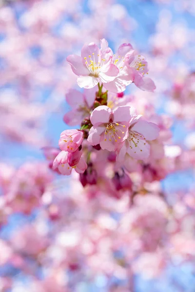 Крупный План Цветения Вишни Красивый Розовый Цветочный Фон — стоковое фото