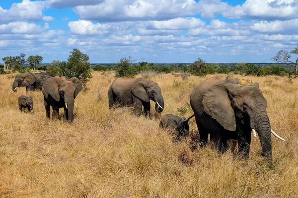 Gros Plan Famille Des Éléphants Dans Safari Sauvage — Photo