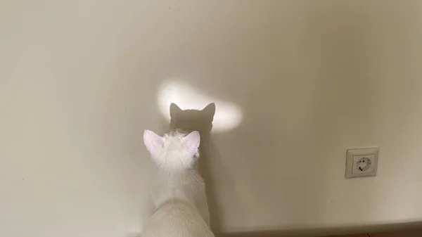 Una Vista Trasera Gato Blanco Con Sombra Contra Pared — Foto de Stock