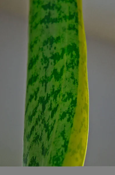 Closeup Shot Sansevieria Plant Leaf — Stock Photo, Image