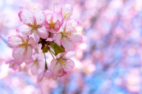 Die Nahaufnahme Der Kirschblüte Schöne Rosa Floralen Hintergrund — Stockfoto