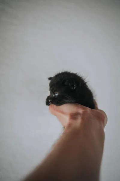 Tiro Vertical Uma Mão Segurando Gatinho Preto Adorável — Fotografia de Stock