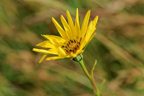 Tiro Foco Seletivo Uma Pequena Flor Amarela — Fotografia de Stock