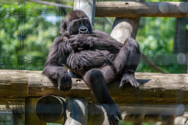 Plan Rapproché Visage Gorille Dans Zoo Assis Sur Des Bois — Photo