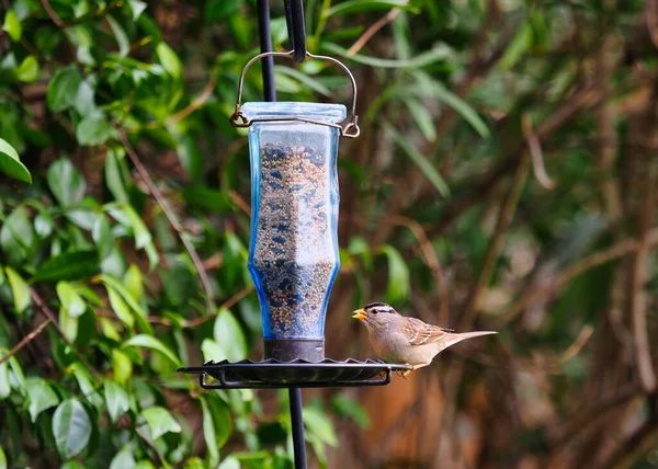 Gros Plan Oiseau Sur Une Mangeoire Bleue — Photo