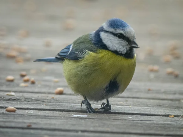 Portrait Beautiful Blue Tit Outdoor Place — Stock fotografie