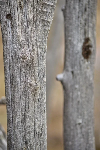 Detailní Záběr Dvou Tenkých Kmenů Stromů — Stock fotografie