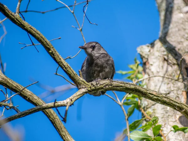 Nízký Úhel Záběr Letce Starého Světa Sedící Větvi Stromu Modrou — Stock fotografie