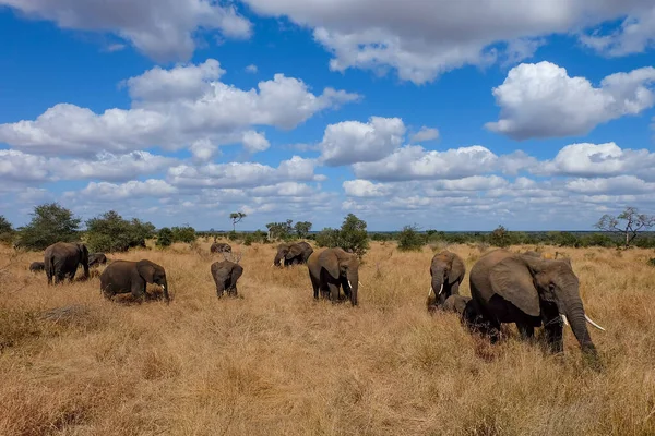 Closeup Shot Elephants Family Wild Safari — Stock Photo, Image