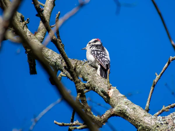 Low Angle Shot Downy Woodpecker Perched Tree Branch — Stock Photo, Image