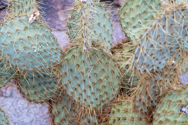 Una Macro Toma Cactus Con Agujas Perfecto Para Fondo —  Fotos de Stock