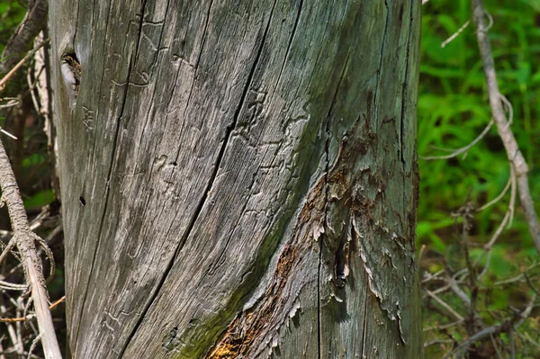 Primer Plano Tronco Árbol Envejecido — Foto de Stock