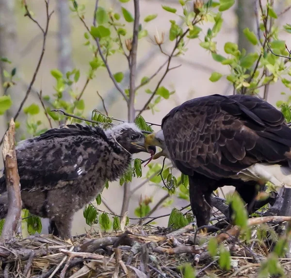 一只成年秃鹰在树上筑巢时与鹰合影的选择性镜头 — 图库照片