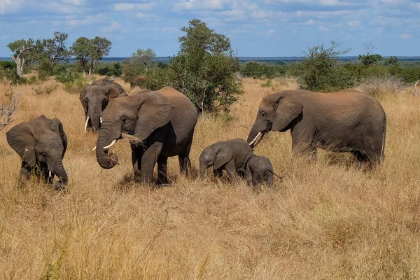 Primer Plano Familia Elefantes Safari Salvaje — Foto de Stock