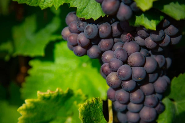 Een Close Shot Van Een Bos Van Rijpe Rode Druiven — Stockfoto