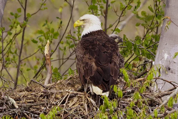 一只成年秃鹰在树上筑巢时的选择性聚焦镜头 — 图库照片