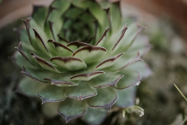 Sebuah Gambar Close Dari Tanaman Houseleek Pot Bunga Pada Latar — Stok Foto