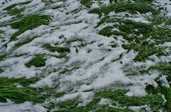 Primer Plano Nieve Derretida Cubriendo Hierba Verde —  Fotos de Stock