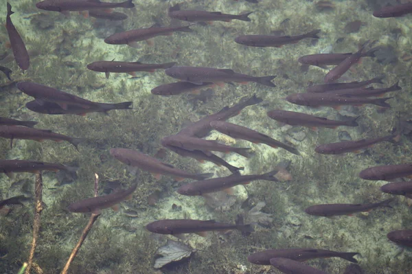 Grijze Vissen Zwemmen Onder Water — Stockfoto
