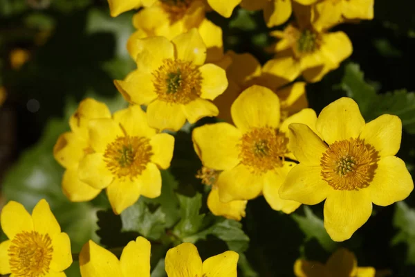 Zbliżenie Ujęcie Bagno Marigold Kwiaty — Zdjęcie stockowe