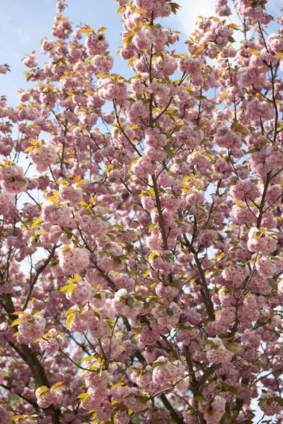 Hermoso Cerezo Japonés Floreciente — Foto de Stock